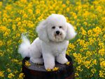 Bichon Frisé dog on the barrel