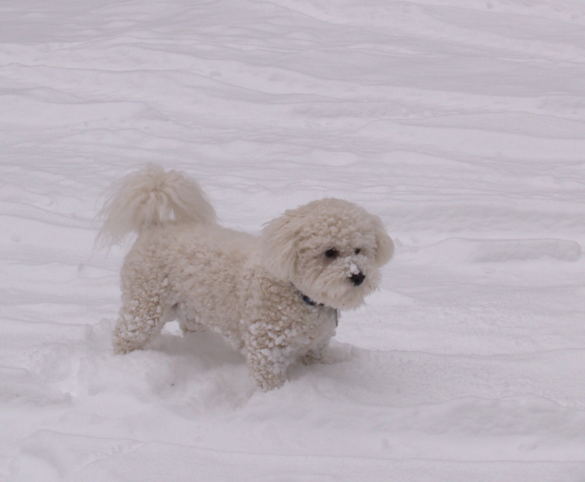 Собака бишон фризе на снегу фото