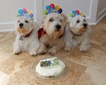 Birthday Glen of Imaal Terrier dogs