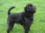 Black Affenpinscher