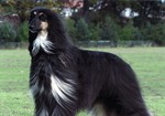 Black Afghan Hound