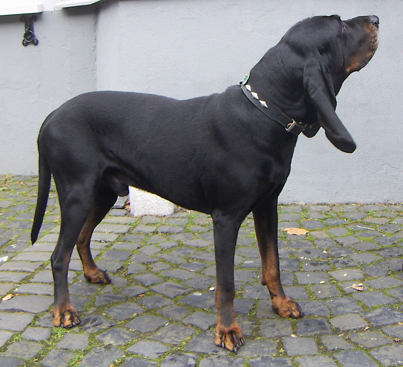 Black And Tan Coonhound Photo 