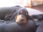 Black and Tan Coonhound dogs