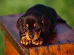 Black and Tan Coonhound puppy