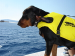 Black and Tan Coonhound rescuer