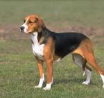 Black and Tan Virginia Foxhound dog