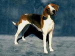 Black and Tan Virginia Foxhound drawing