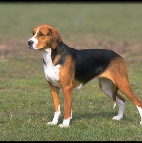 Black and Tan Virginia Foxhound wallpaper