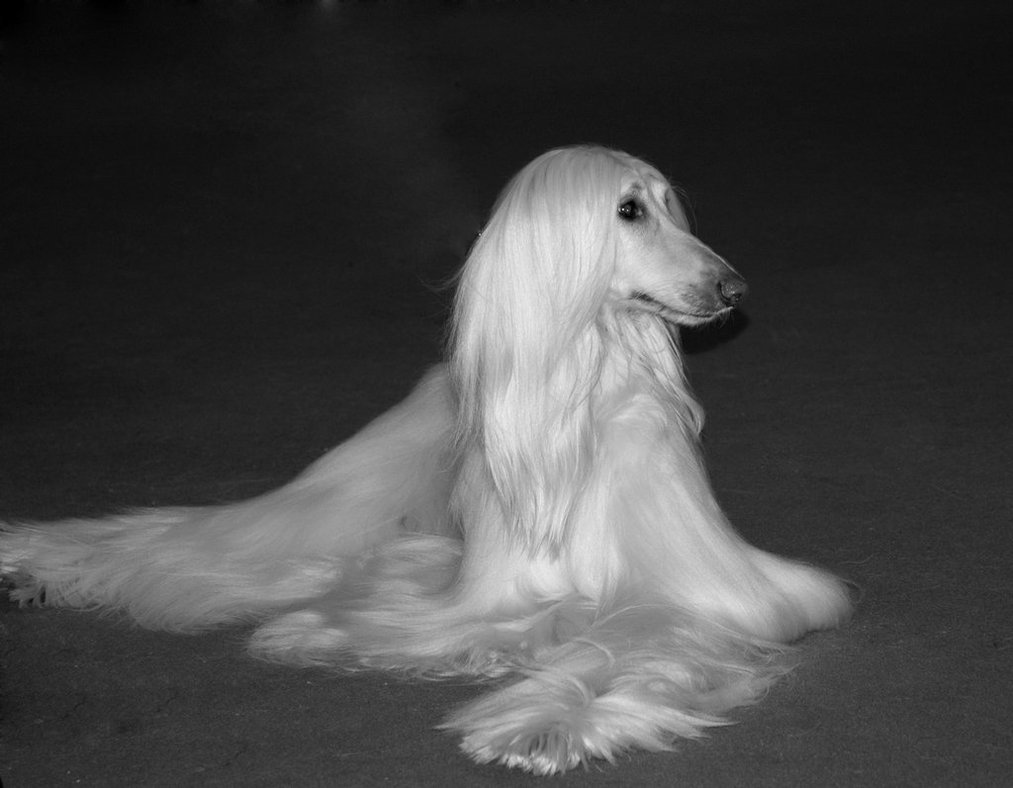 Black and white Afghan Hound photo and wallpaper. Beautiful Black and