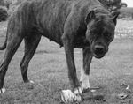 Черно-белое фото собаки алано