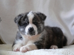 Black and white American Akita