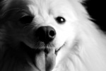 Black and white American Eskimo Dog