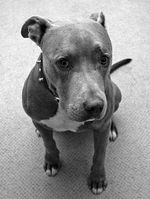 Black and white American Pitbull Terrier