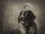 Black and white Bluetick Coonhound dog