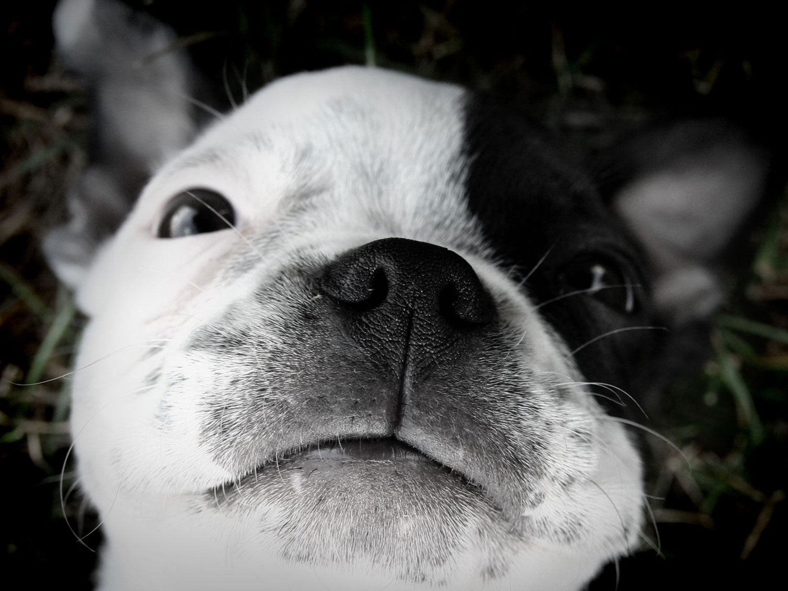 Black and white Boston Terrier dog wallpaper
