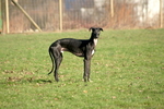 Black and white Galgo Español dog