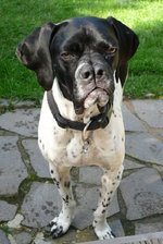 Black and White Pachon Navarro dog