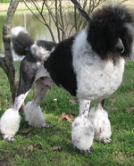 Black and White Poodle 