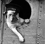 Black and white Veterans Day Bulldog