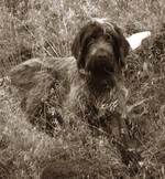 Black and white Wirehaired Pointing Griffon dog