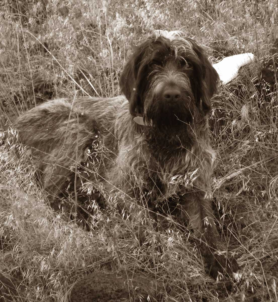 Black and white Wirehaired Pointing Griffon dog wallpaper