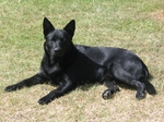 Black Australian Kelpie dog