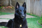 Belgian Shepherd Dog (Groenendael)