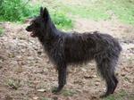 Black Bouvier des Ardennes dog