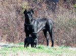 Black Dogo Sardesco