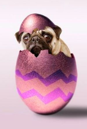 Black Easter Pug in egg фото