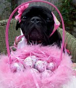 Black Easter Pug