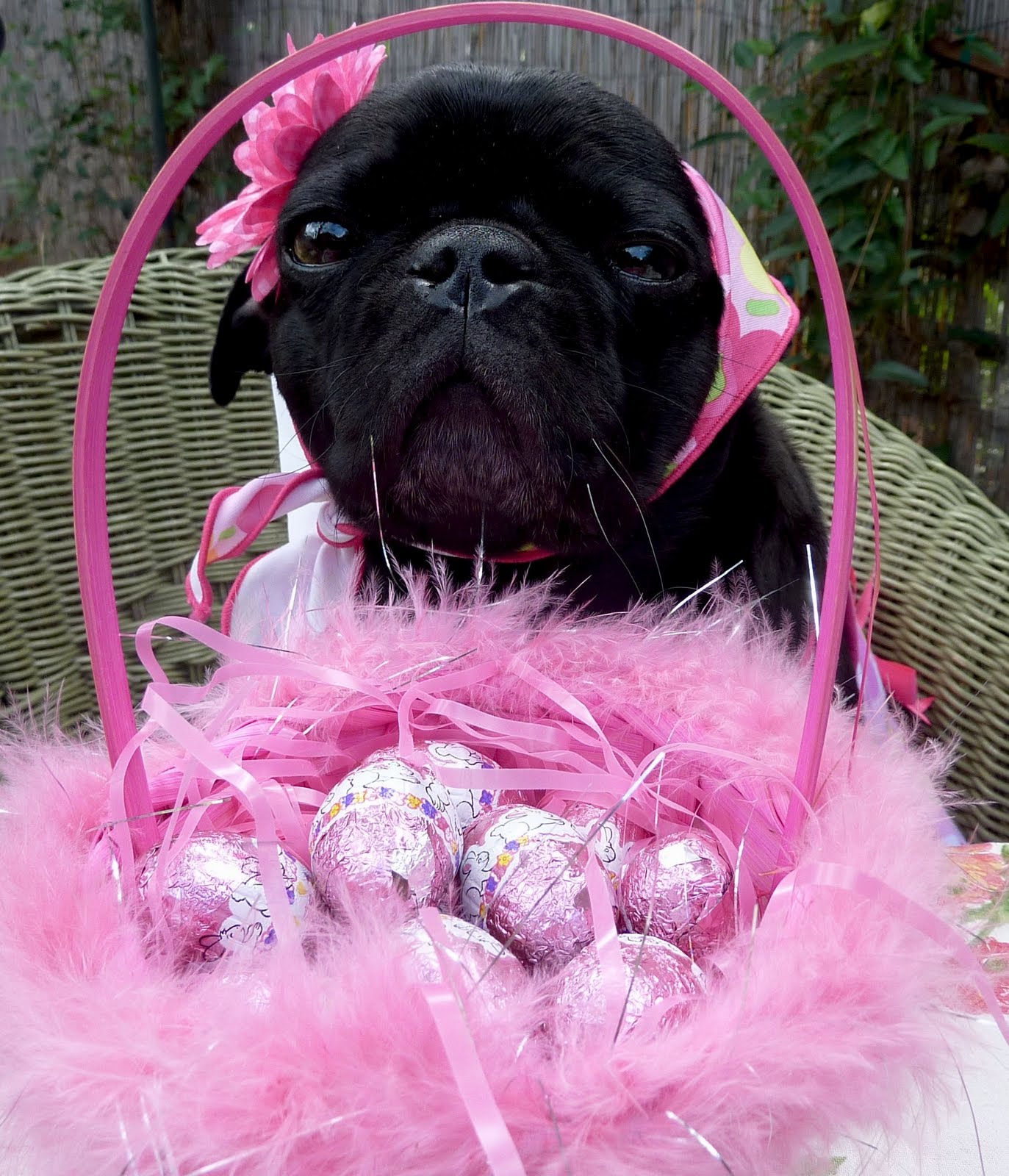 Black Easter Pug фото