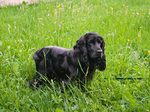 Black English Cocker Spaniel in the grass