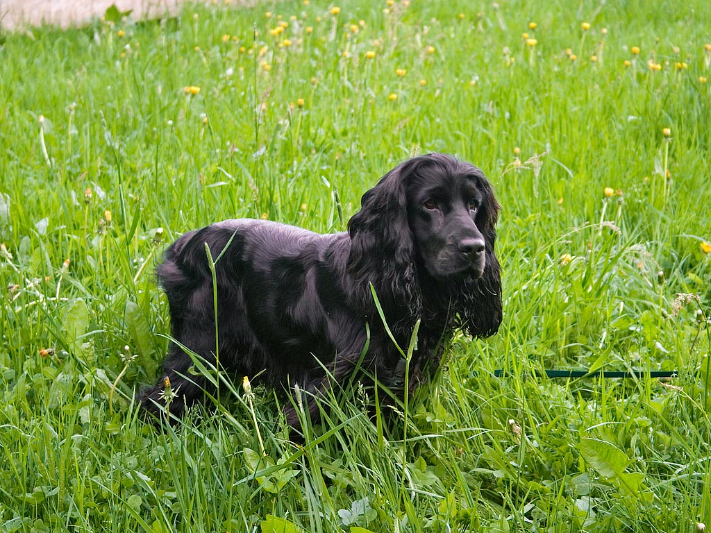 Cute Cocker Spaniel puppies male and female sitting in the park.