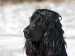 Black English Cocker Spaniel portrait