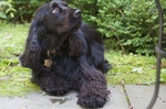 Black Field Spaniel