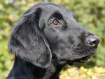 Black Flat-Coated Retriever dog 