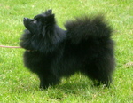 Black German Spitz dog