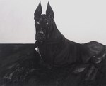 Black Great Dane dog