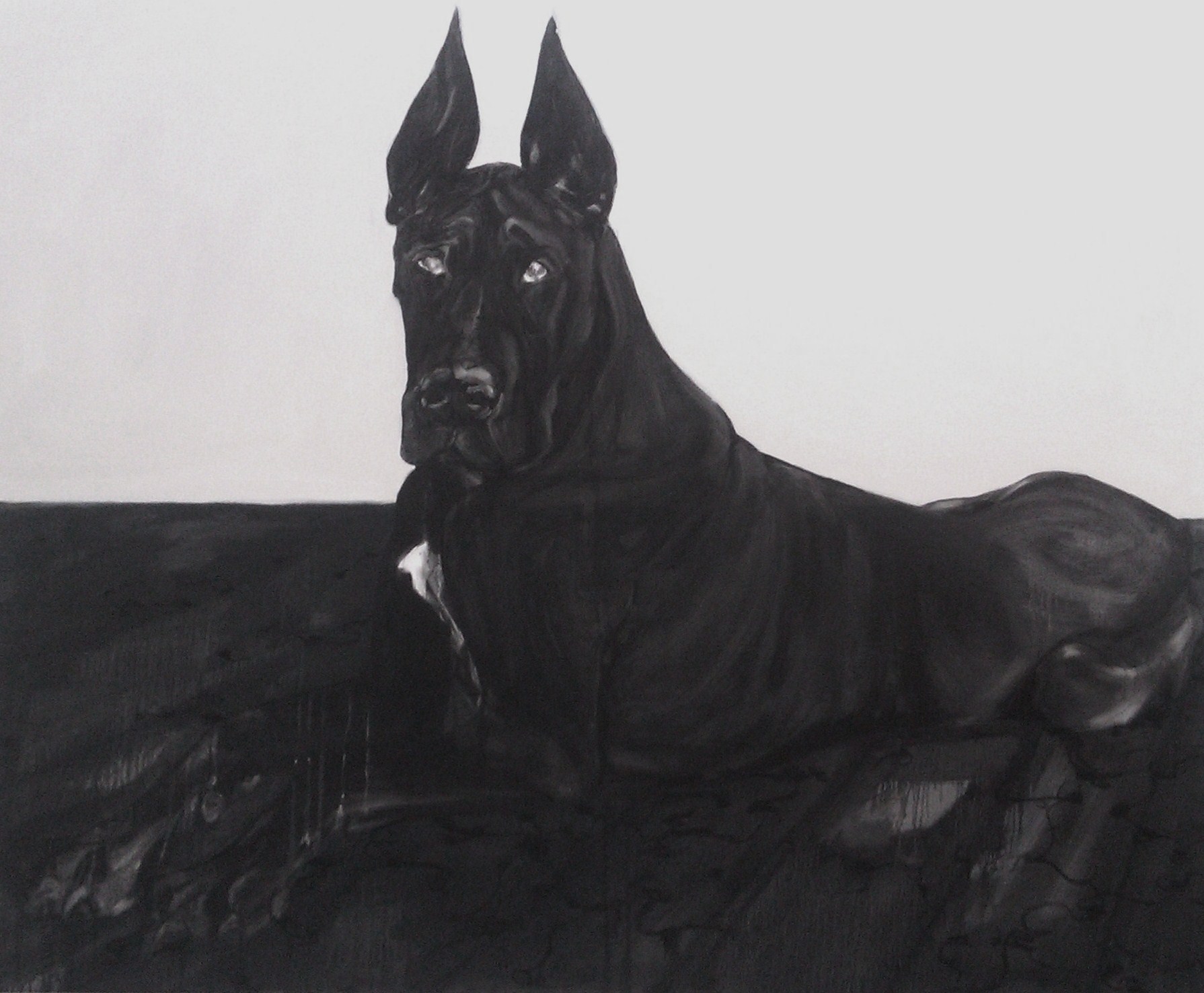 Black Great Dane dog photo and wallpaper. Beautiful Black Great Dane