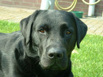 Black Labrador Retriever