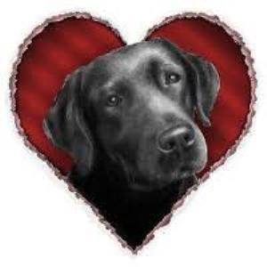 Black Labrador valentines day фото