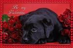 Black Labrador Valentine's Day
