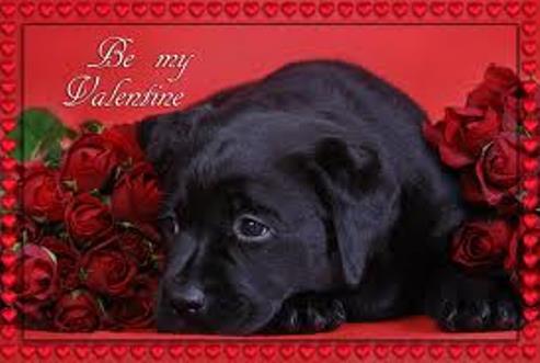 Black Labrador Valentine's Day фото