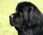 Black Newfoundland dog 