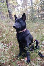 Black Norwegian Elkhound dog in the forest