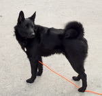 Black Norwegian Elkhound Sam