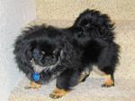 Black Pekingese dog 