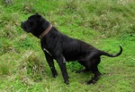 Black Perro de Presa Canario dog