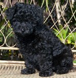 Black Poodle